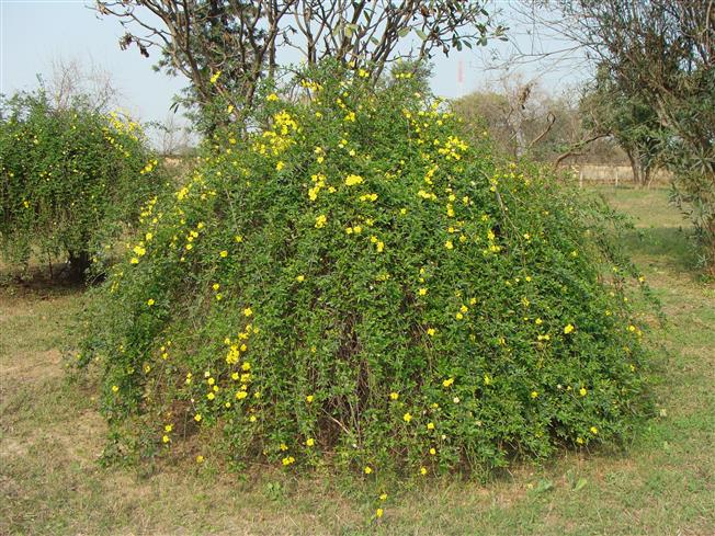 Jasminum mesnyi